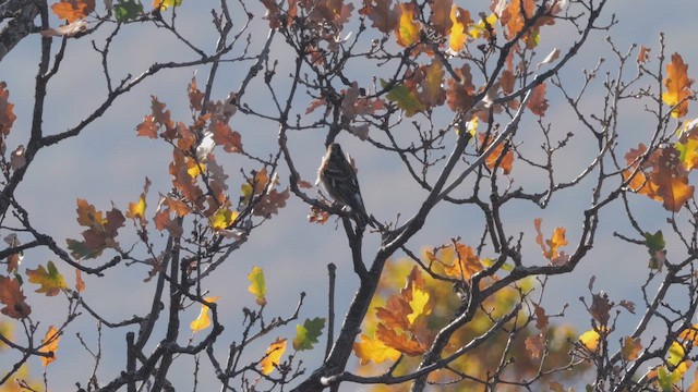 Brambling - ML645657170