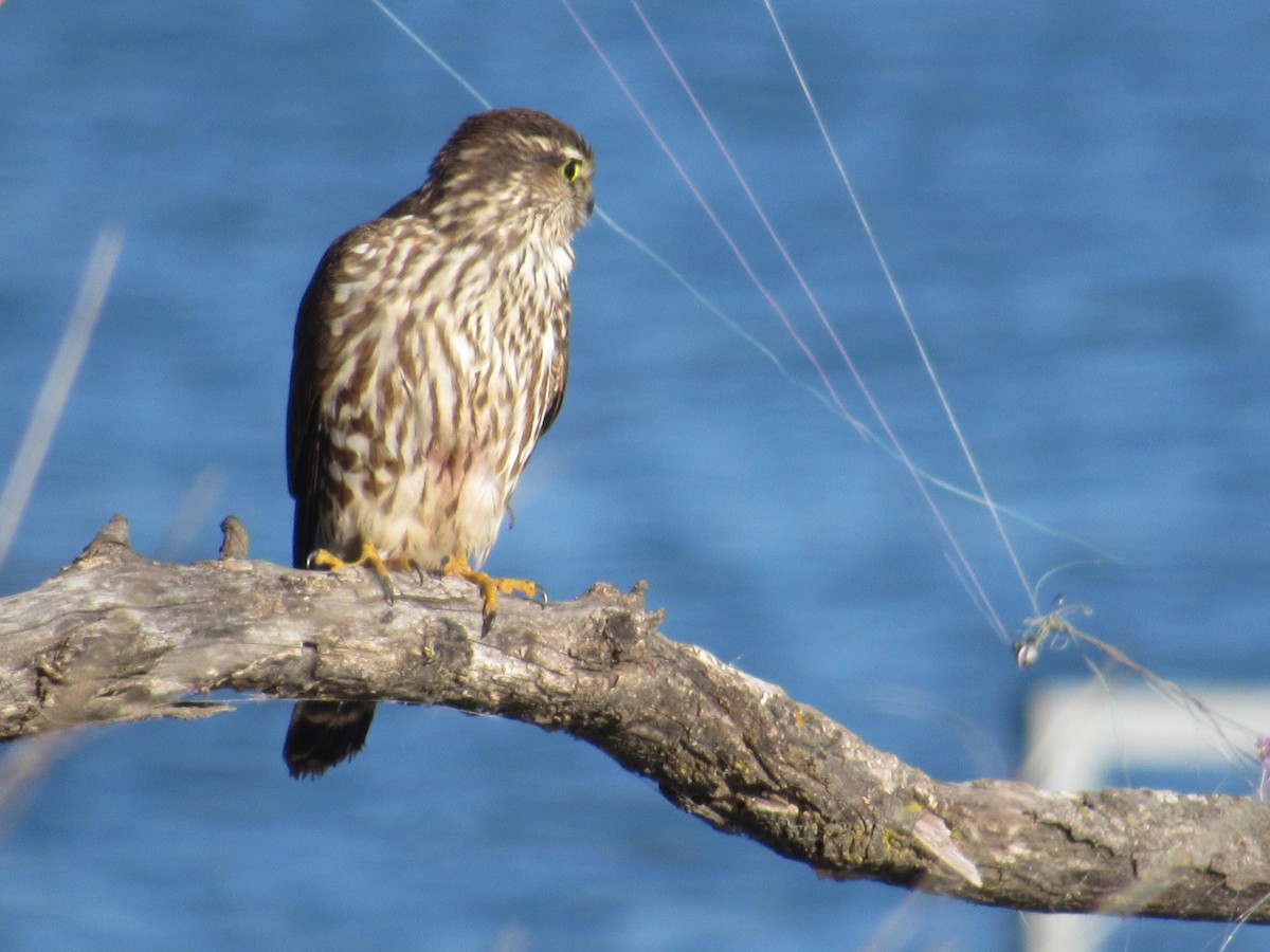 Merlin - ML645657172