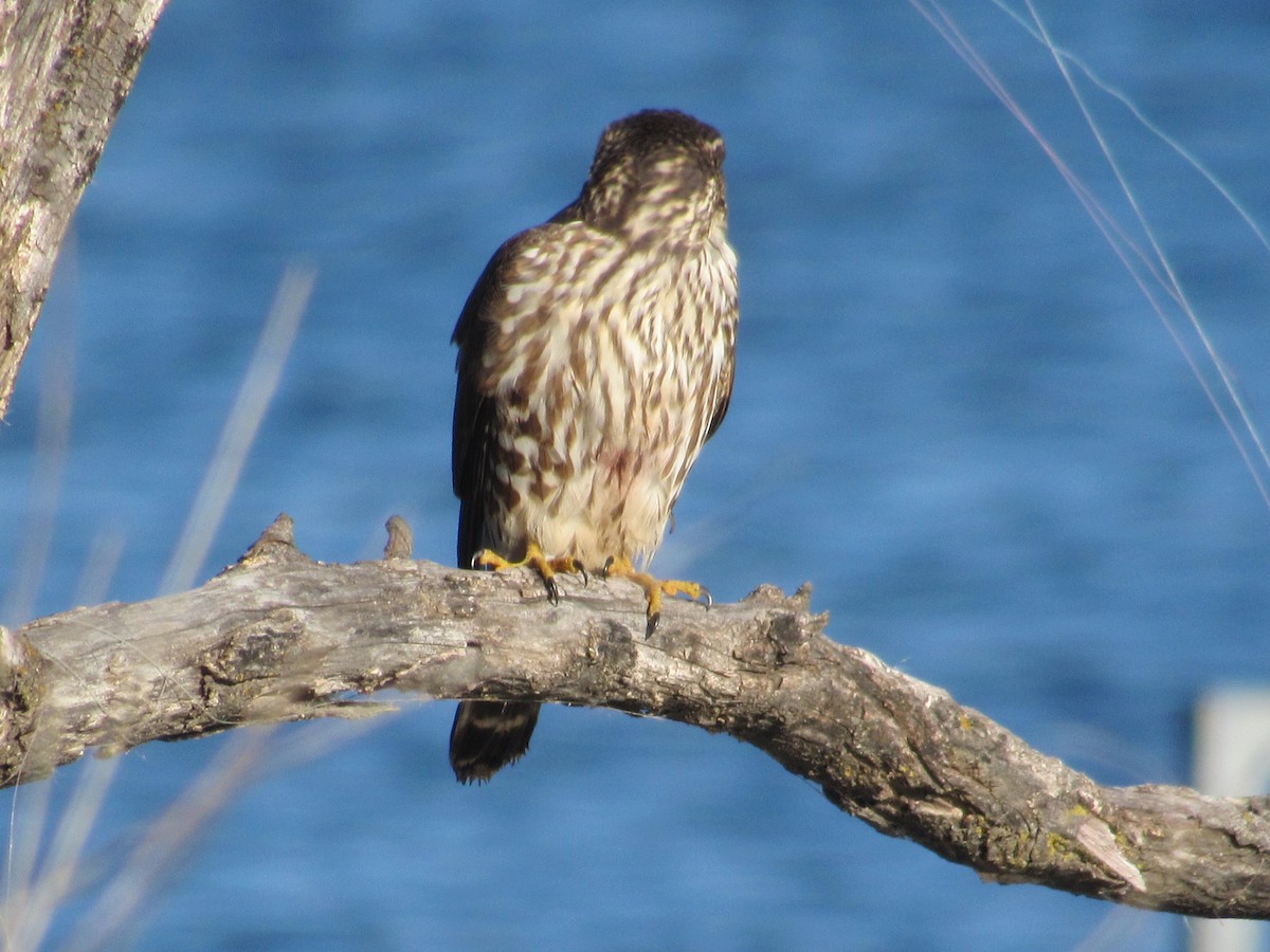 Merlin - ML645657173