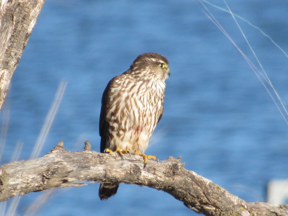 Merlin - ML645657174