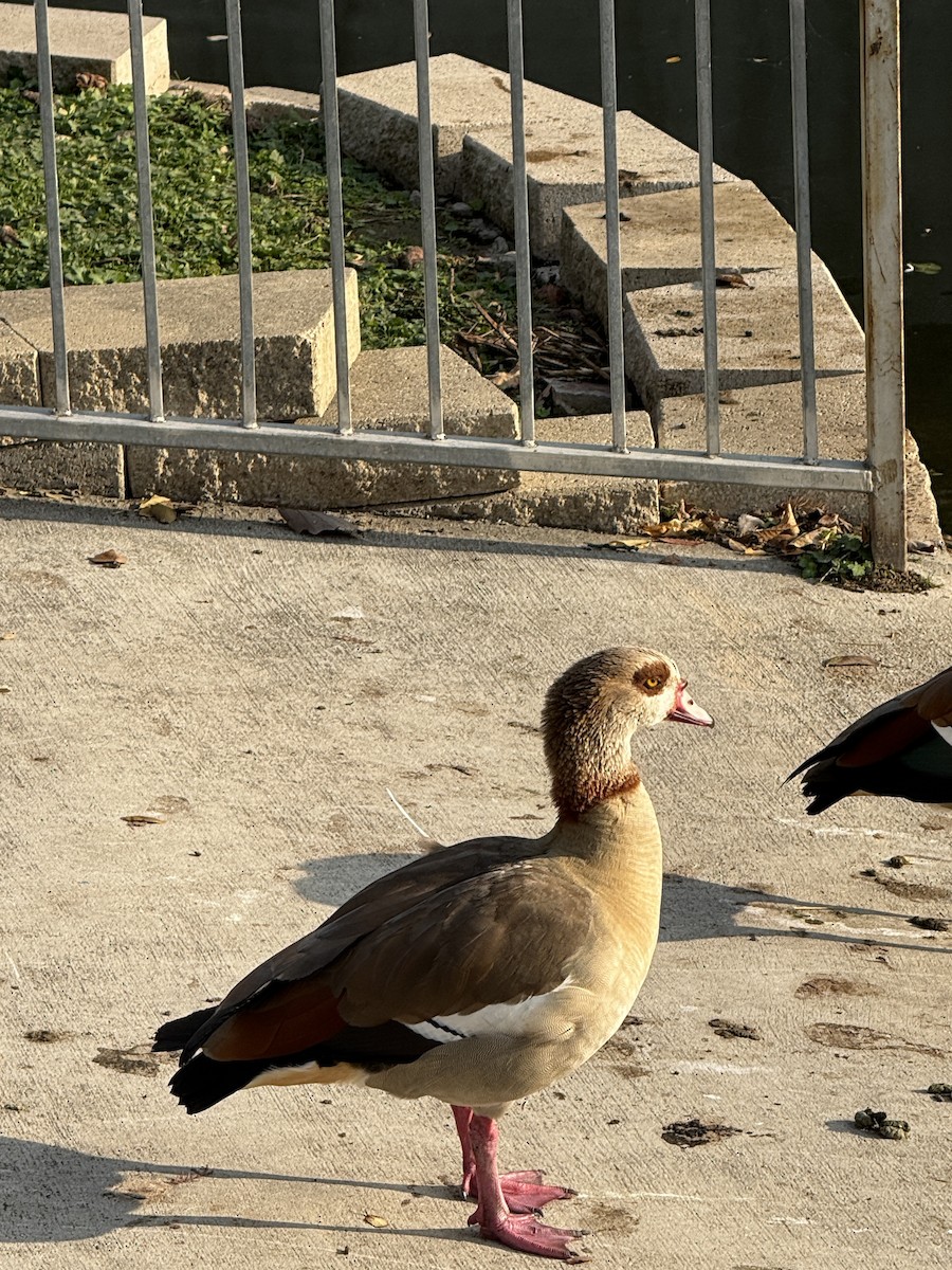 Egyptian Goose - ML645657187