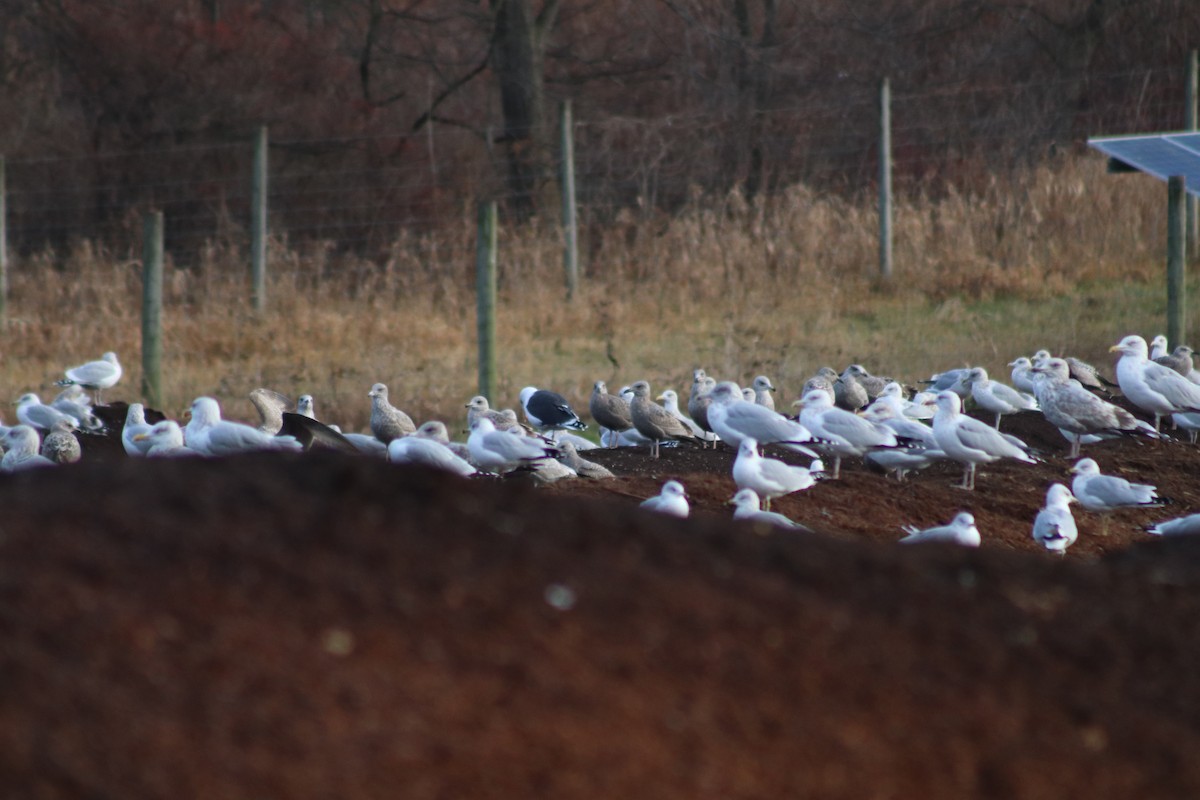 Büyük Kara Sırtlı Martı - ML645657194