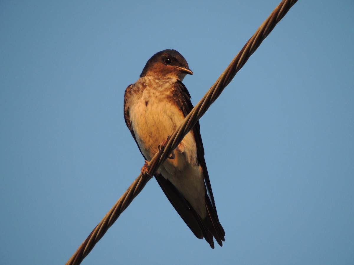 Gray-breasted Martin - ML645657197