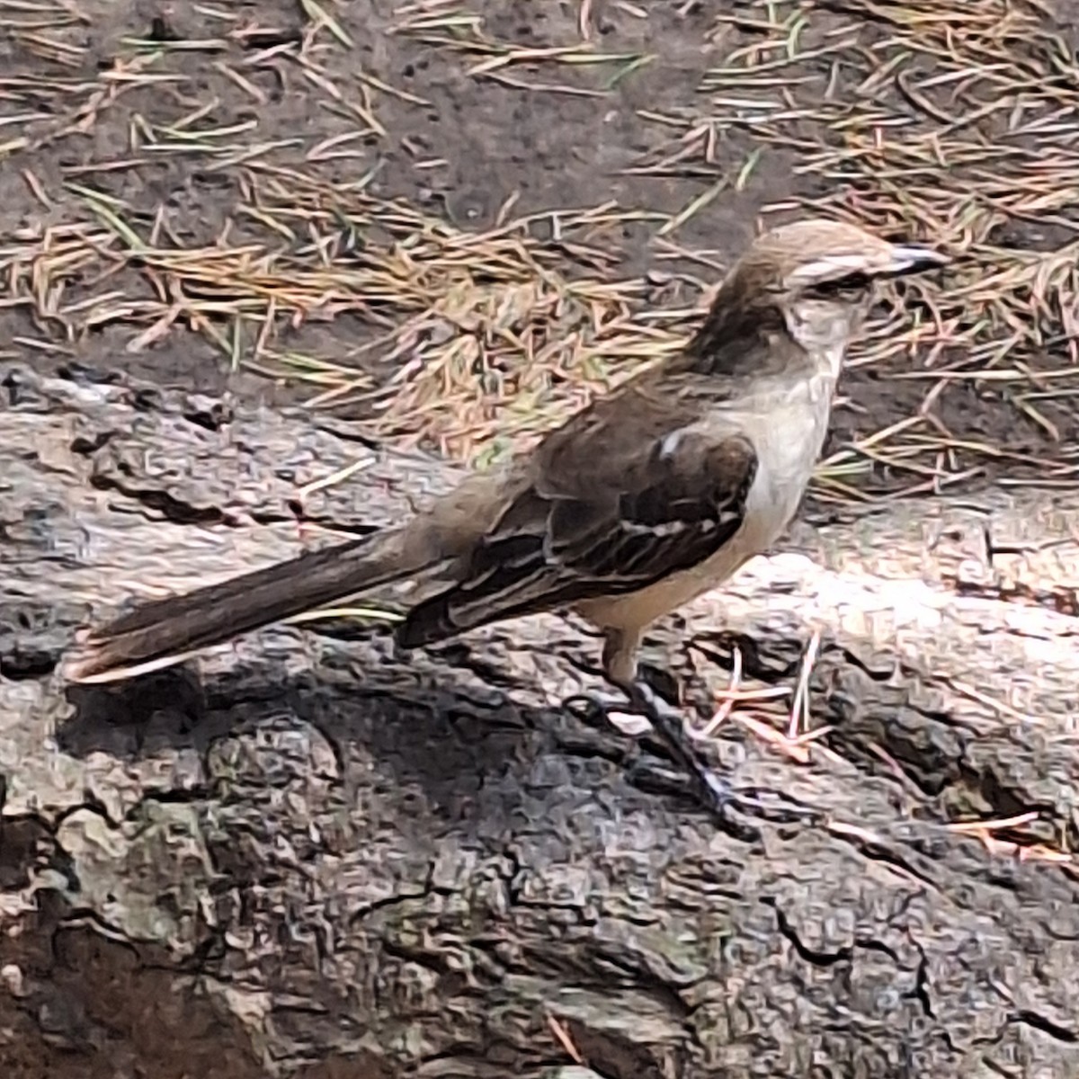 Chalk-browed Mockingbird - ML645657200