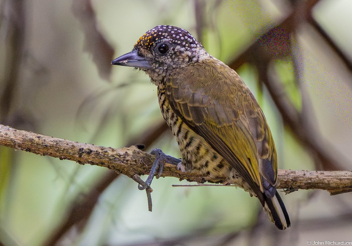 Добаш смугастогрудий - ML645657201