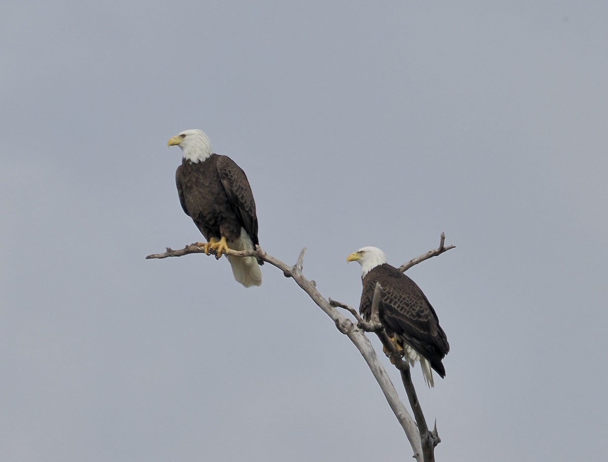 Bald Eagle - ML645657202