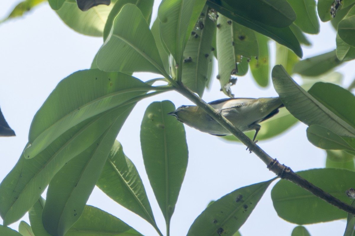 Swinhoe's White-eye - ML645657209
