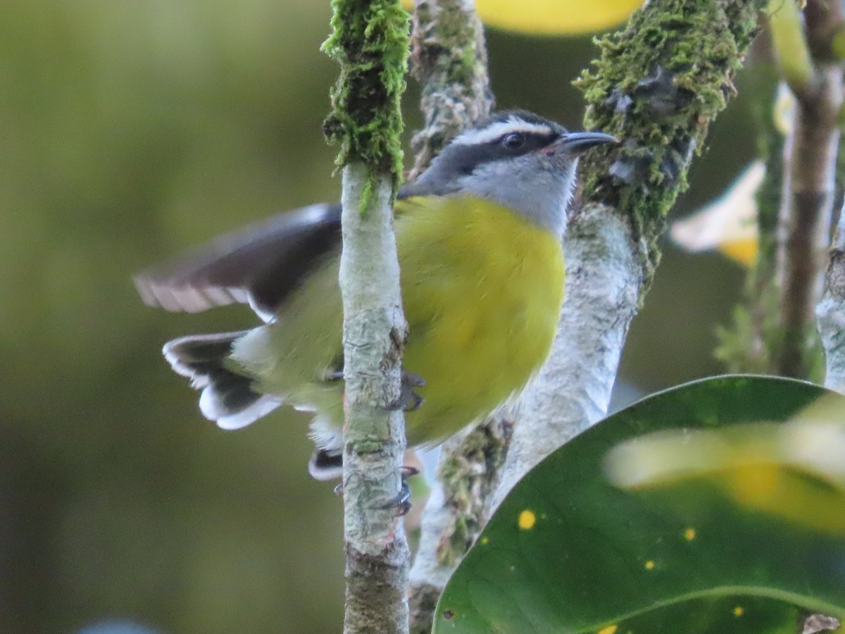 Sucrier à ventre jaune - ML645657220