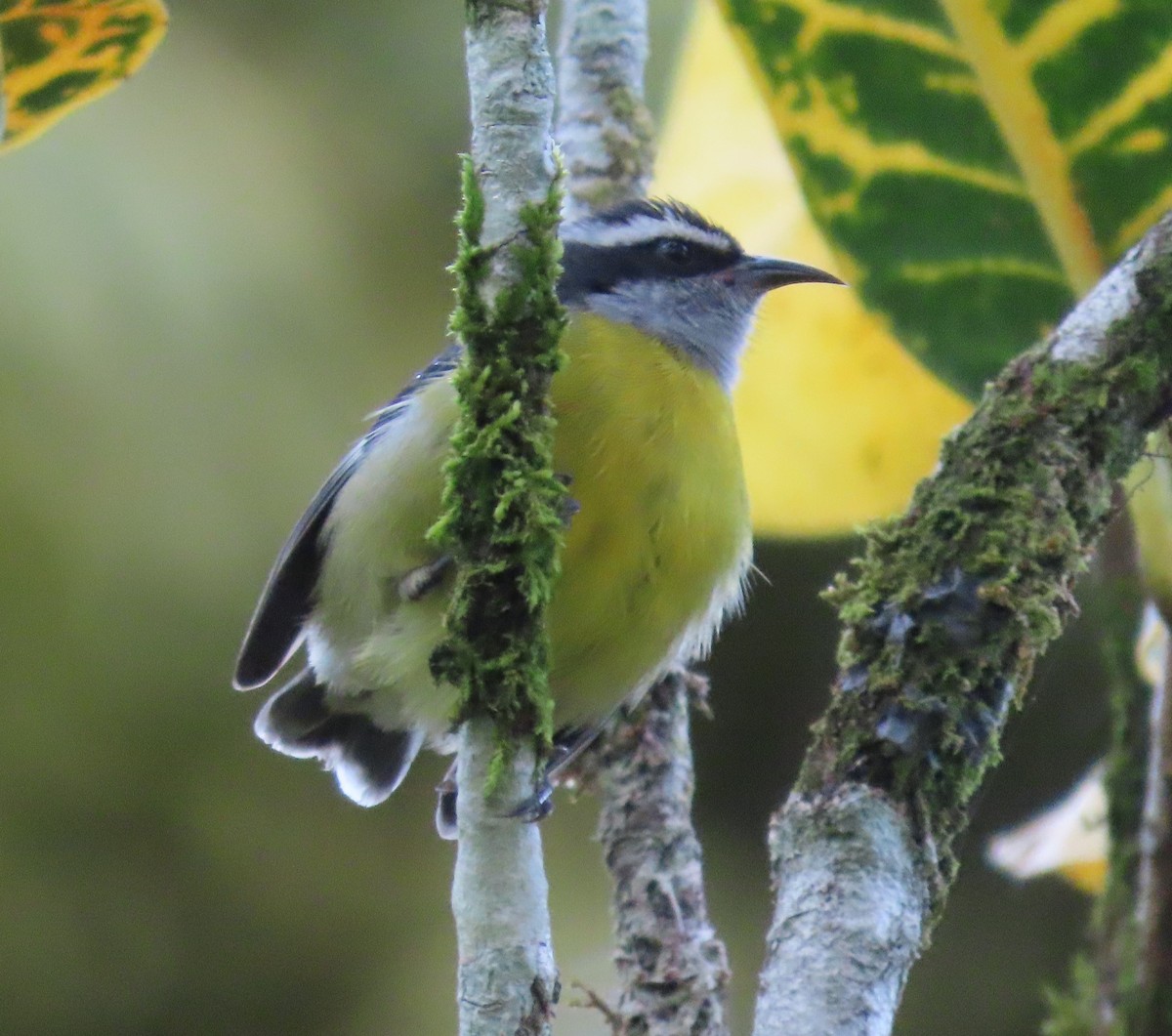 Sucrier à ventre jaune - ML645657221
