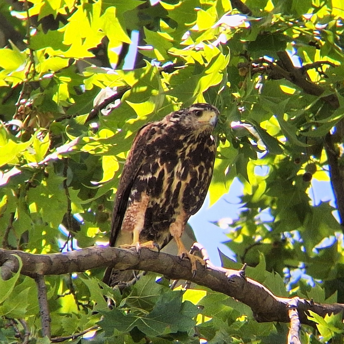 Harris's Hawk - ML645657223