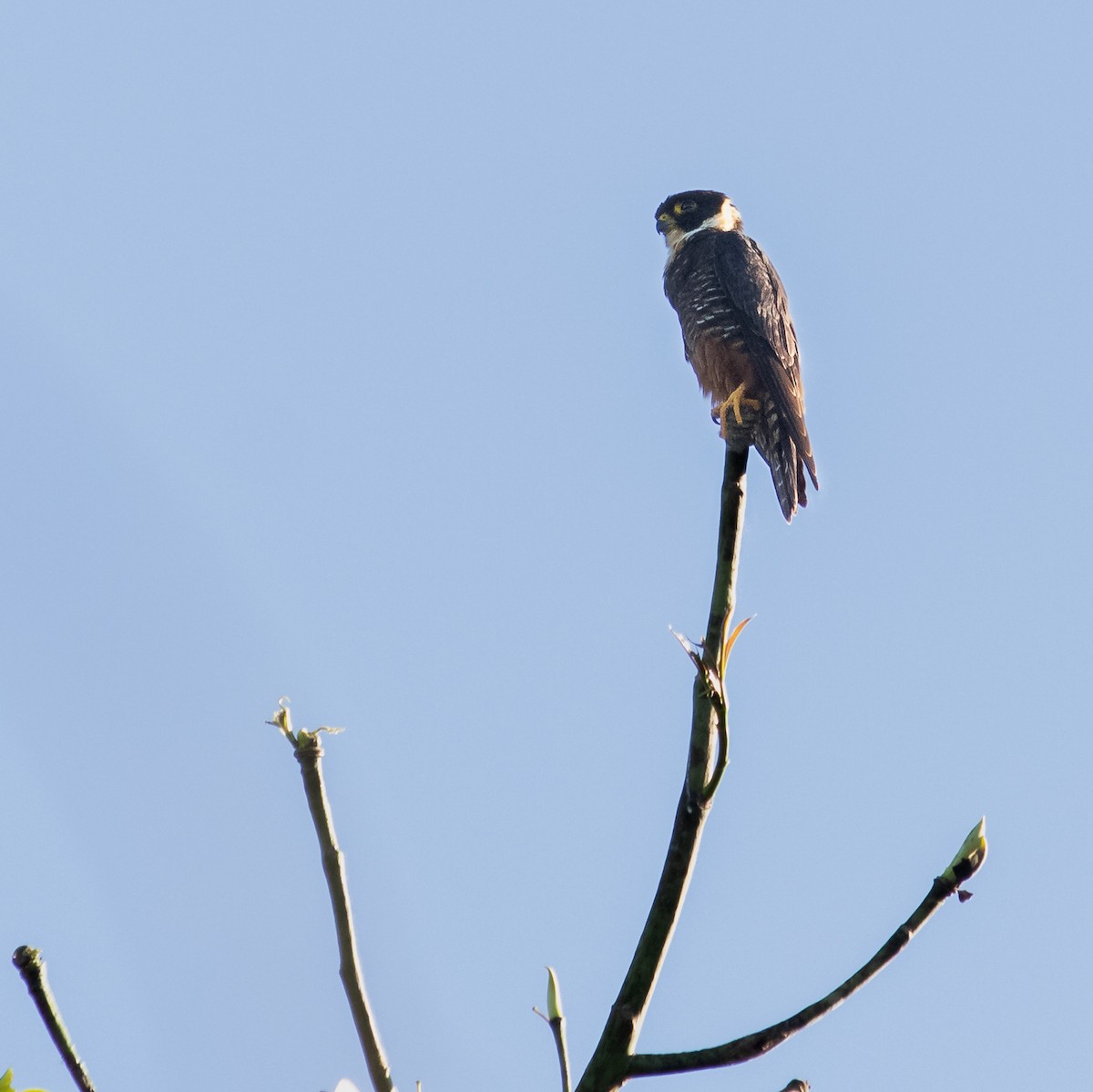 Bat Falcon - ML645657227