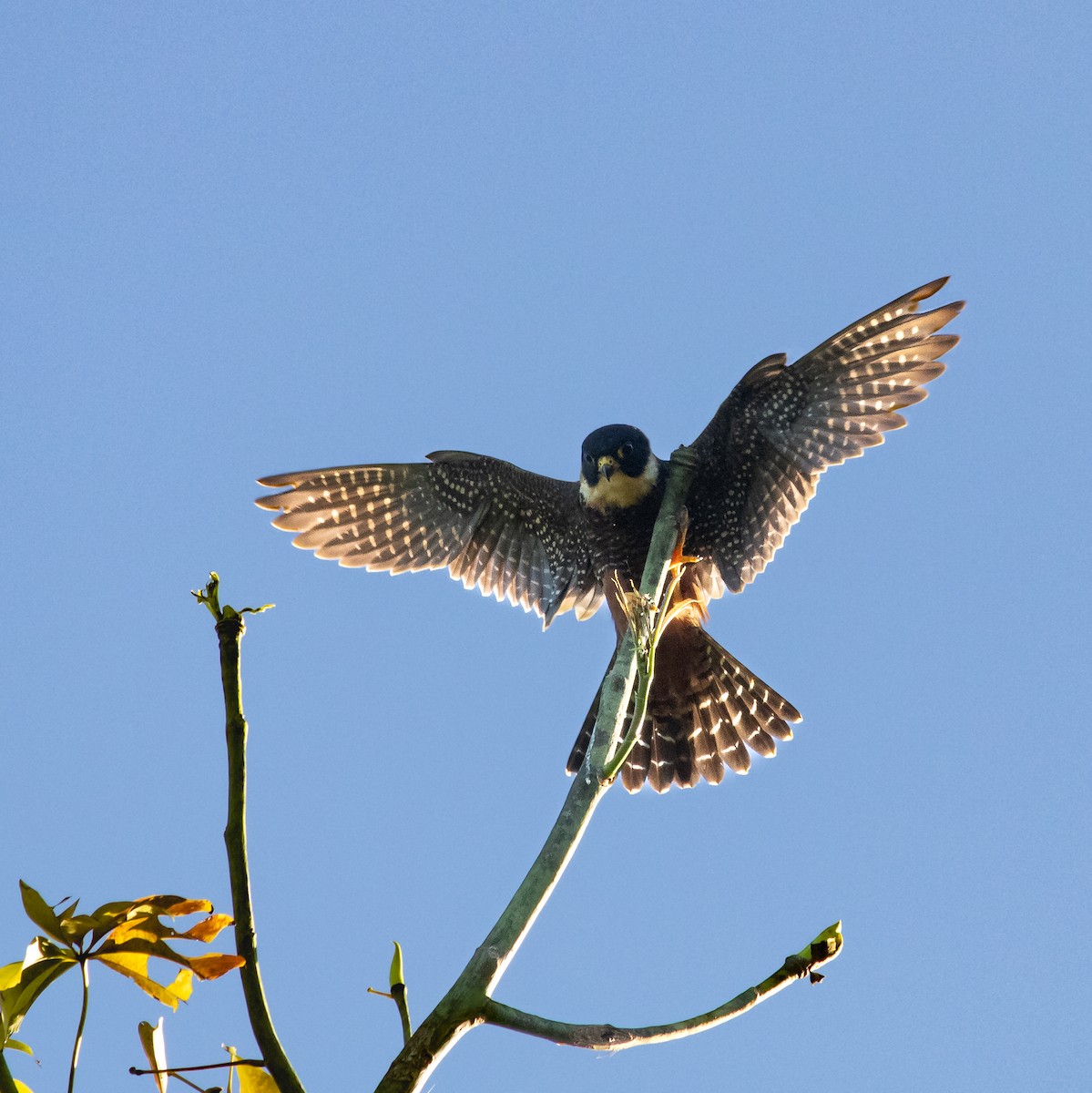 Bat Falcon - ML645657228