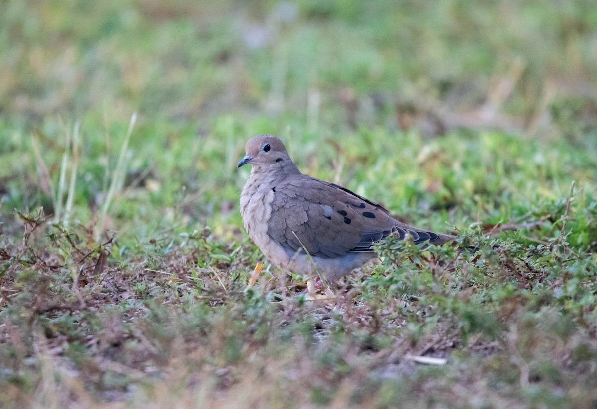 Mourning Dove - ML645657230