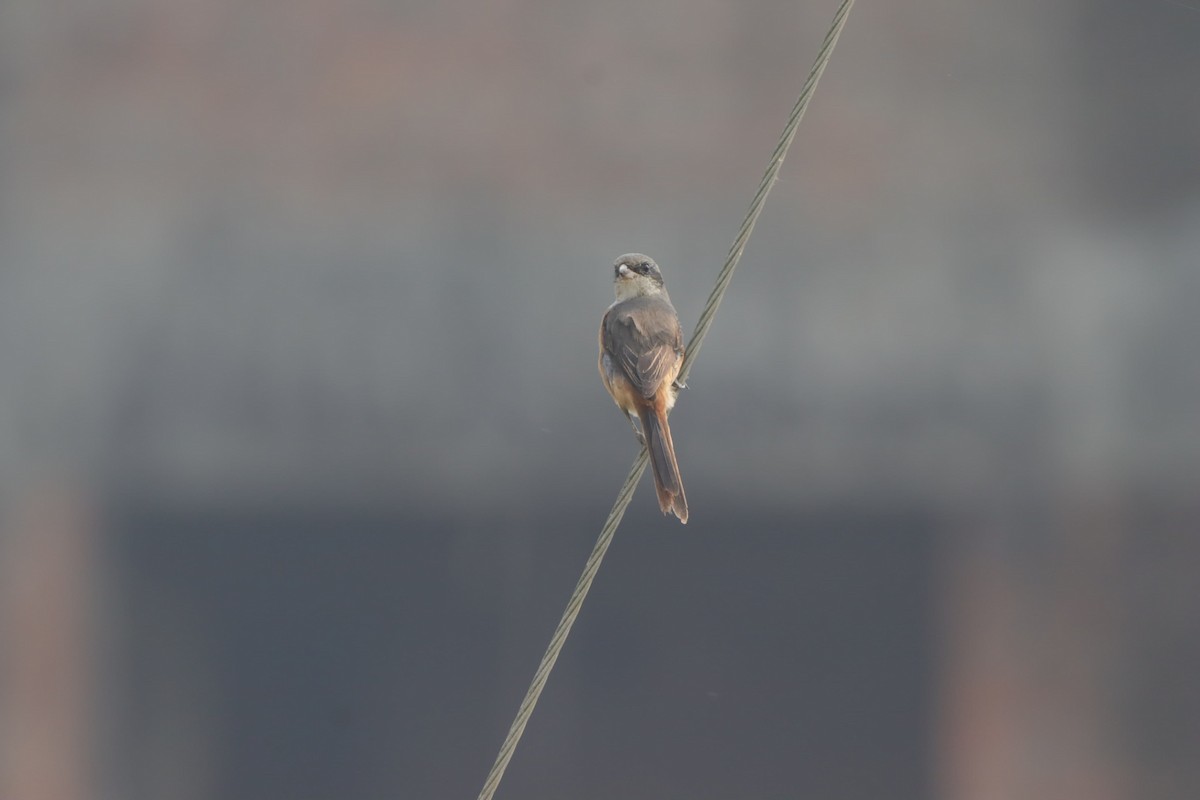 Pie-grièche brune - ML645657238