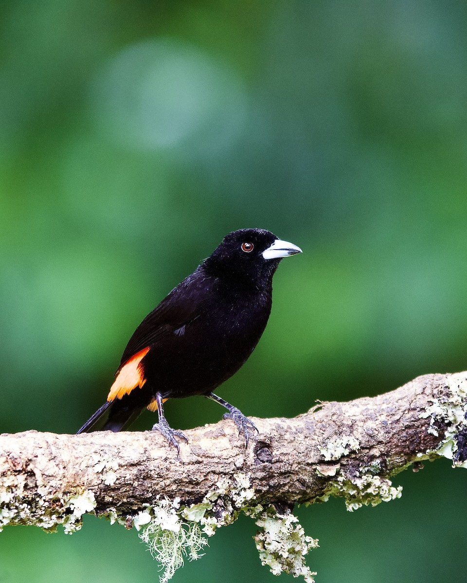 Scarlet-rumped Tanager - ML645657240