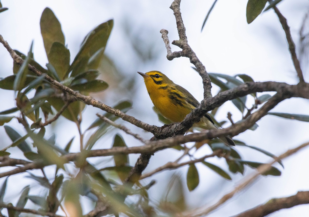 Prairie Warbler - ML645657252