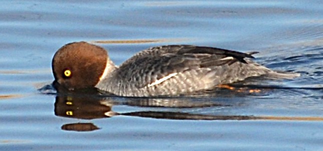 Barrow's Goldeneye - ML645657254
