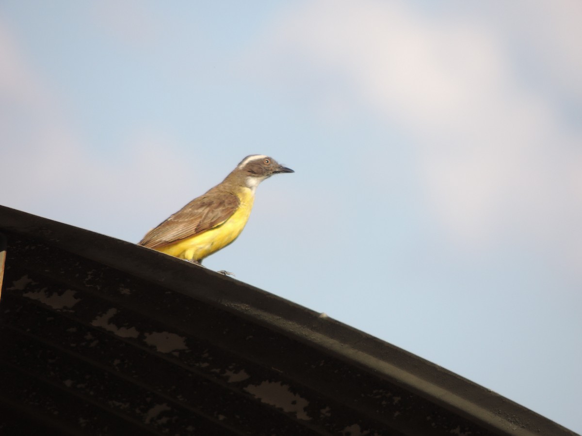 Sosyal Tiran - ML645657256