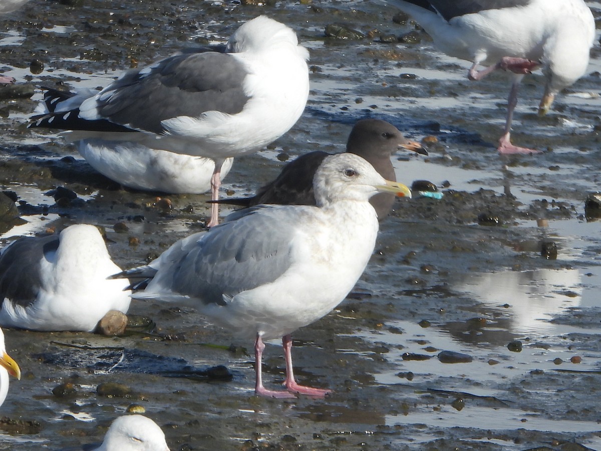 Heermann's Gull - ML645657260