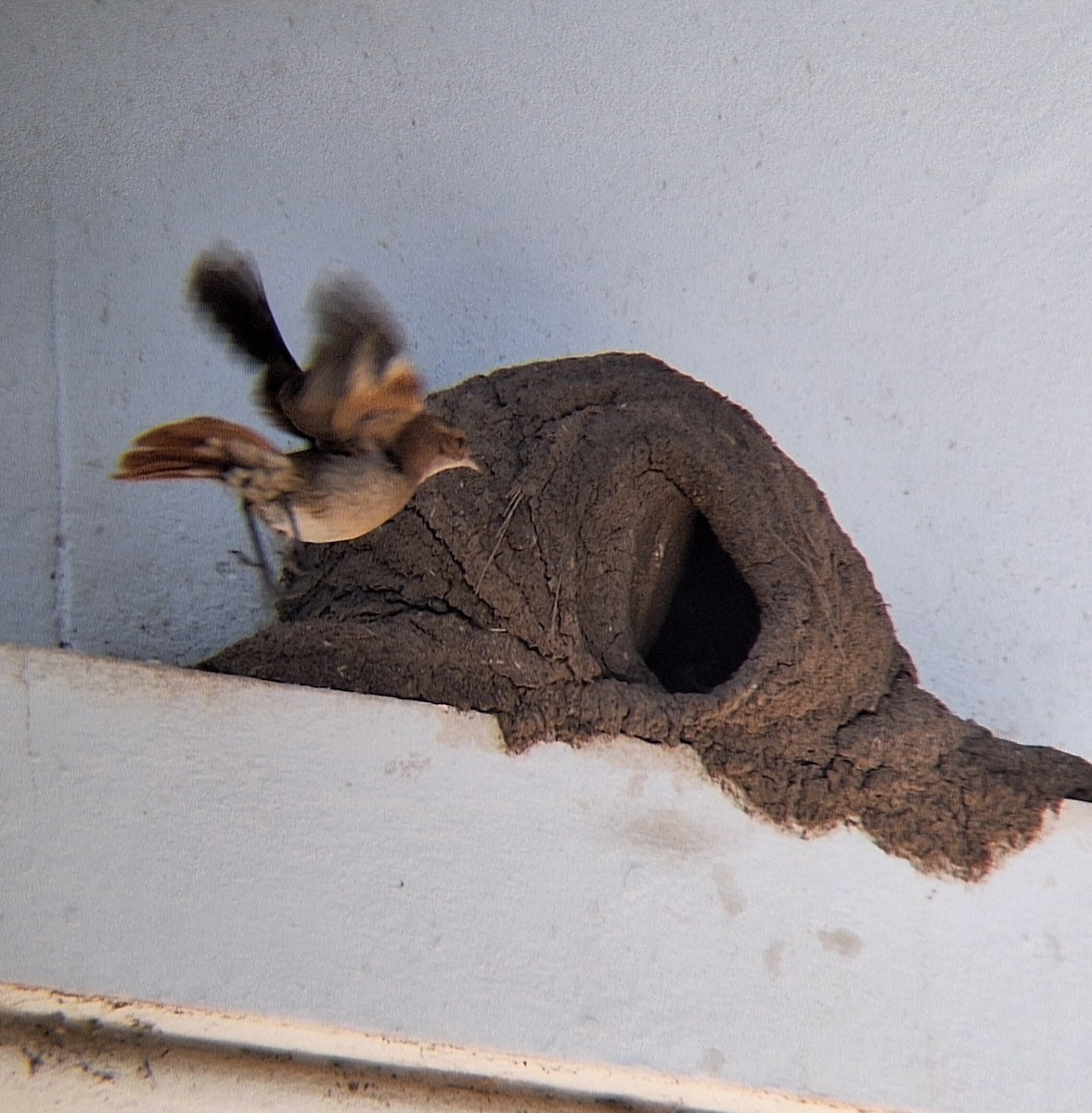 Rufous Hornero - ML645657261