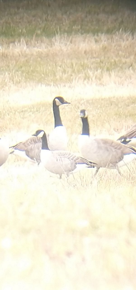 Barnacla Canadiense Chica - ML645657262