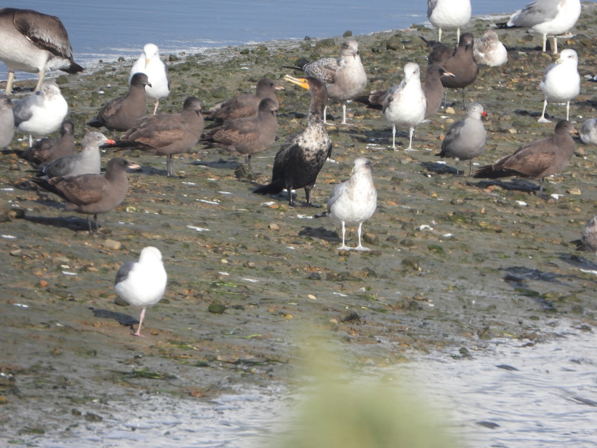 Heermann's Gull - ML645657263