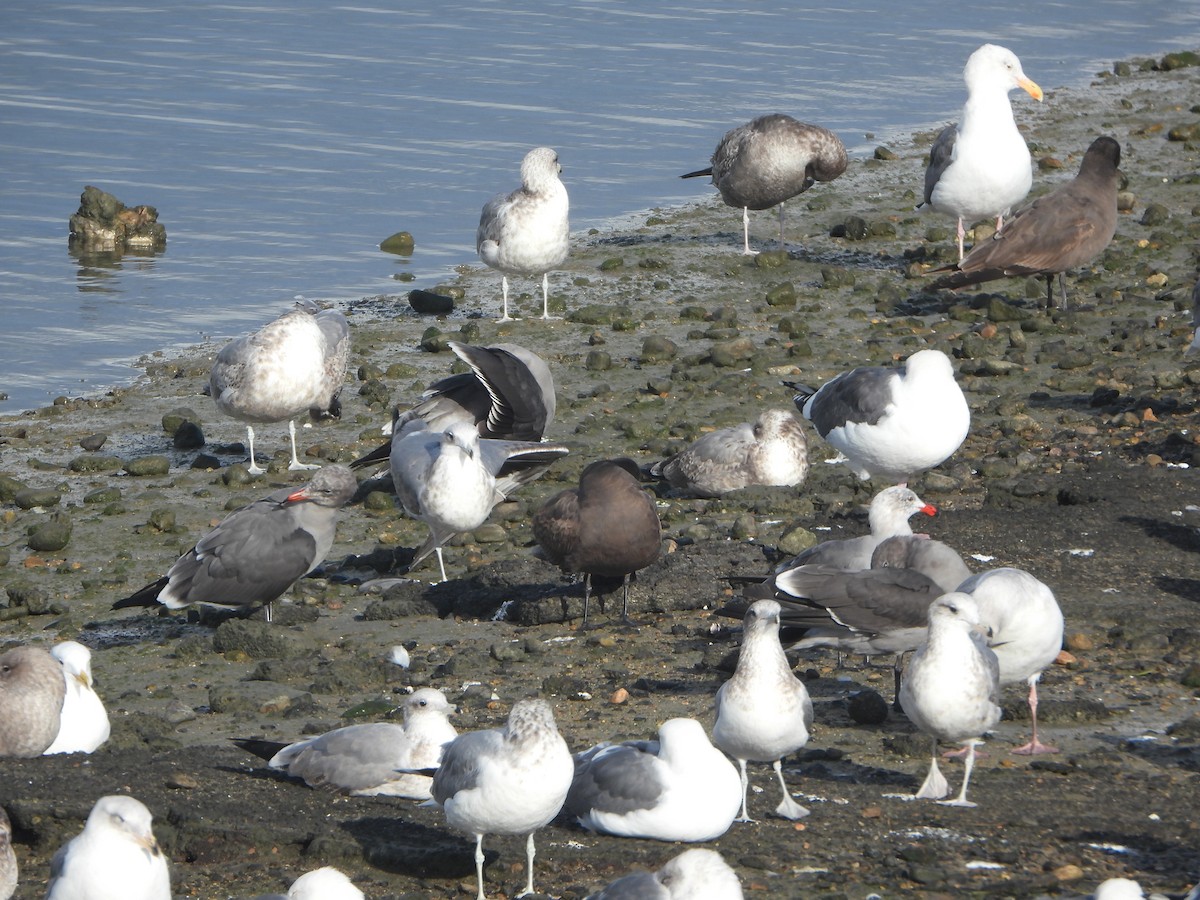 Heermann's Gull - ML645657264