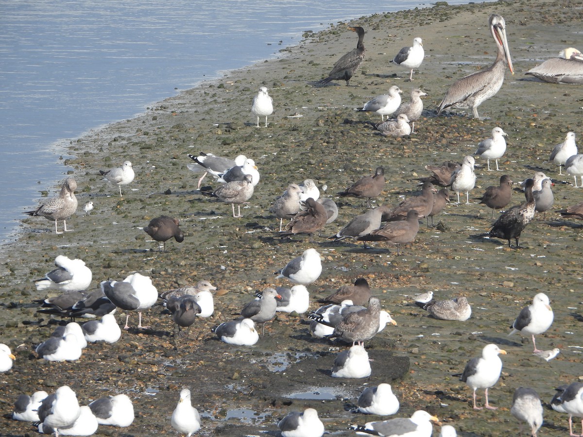 Heermann's Gull - ML645657265