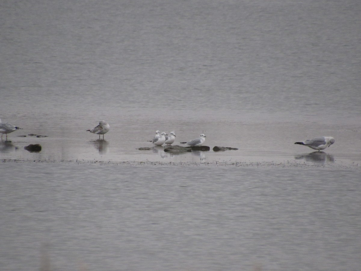 Bonaparte's Gull - ML645657277