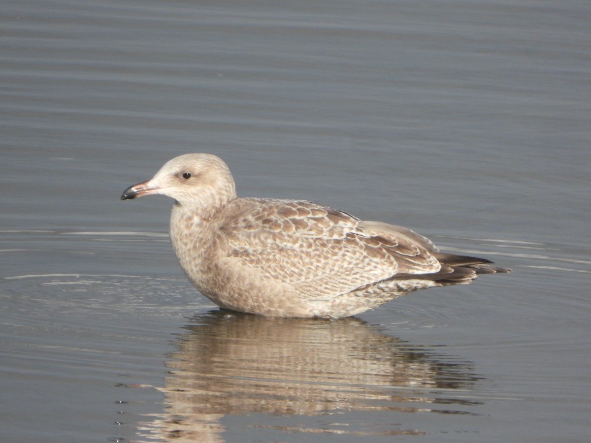 racek americký - ML645657282