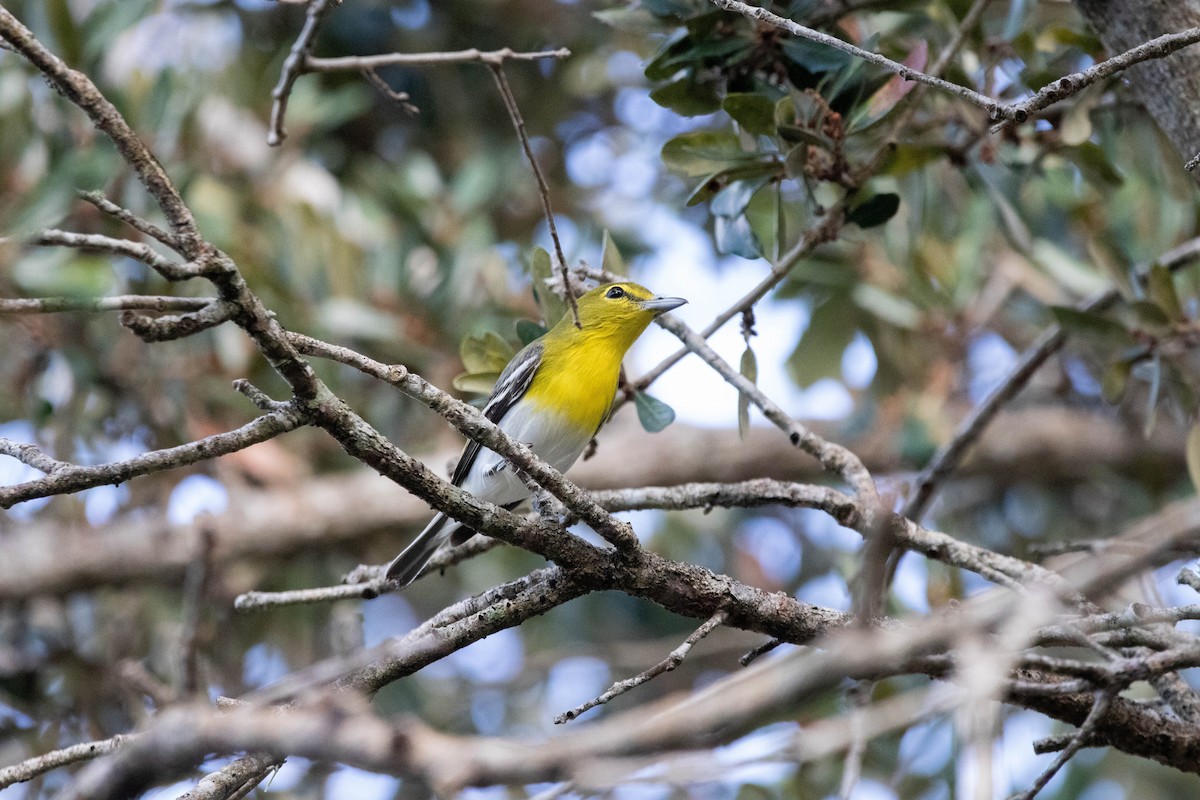 Yellow-throated Vireo - ML645657286