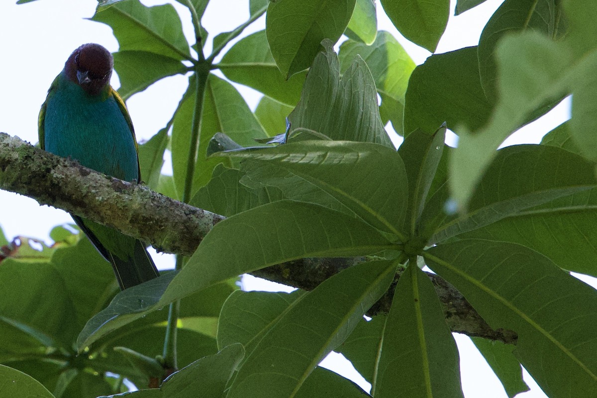 Tangara Cabecibaya - ML645657287