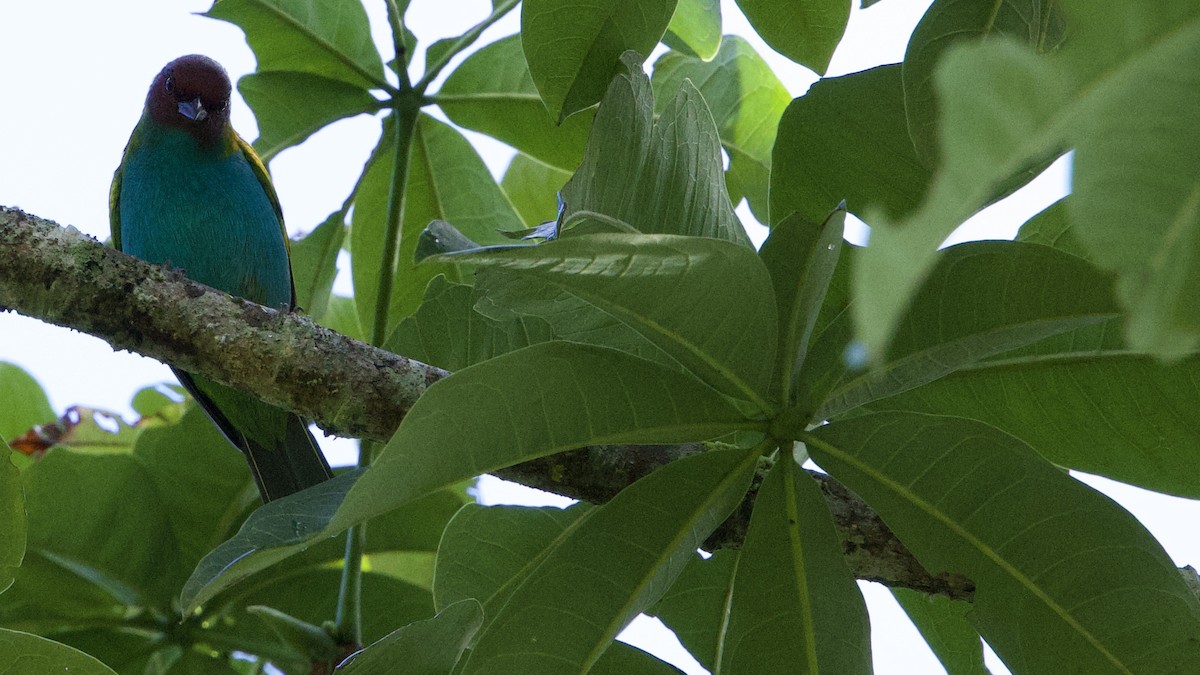 Tangara Cabecibaya - ML645657288