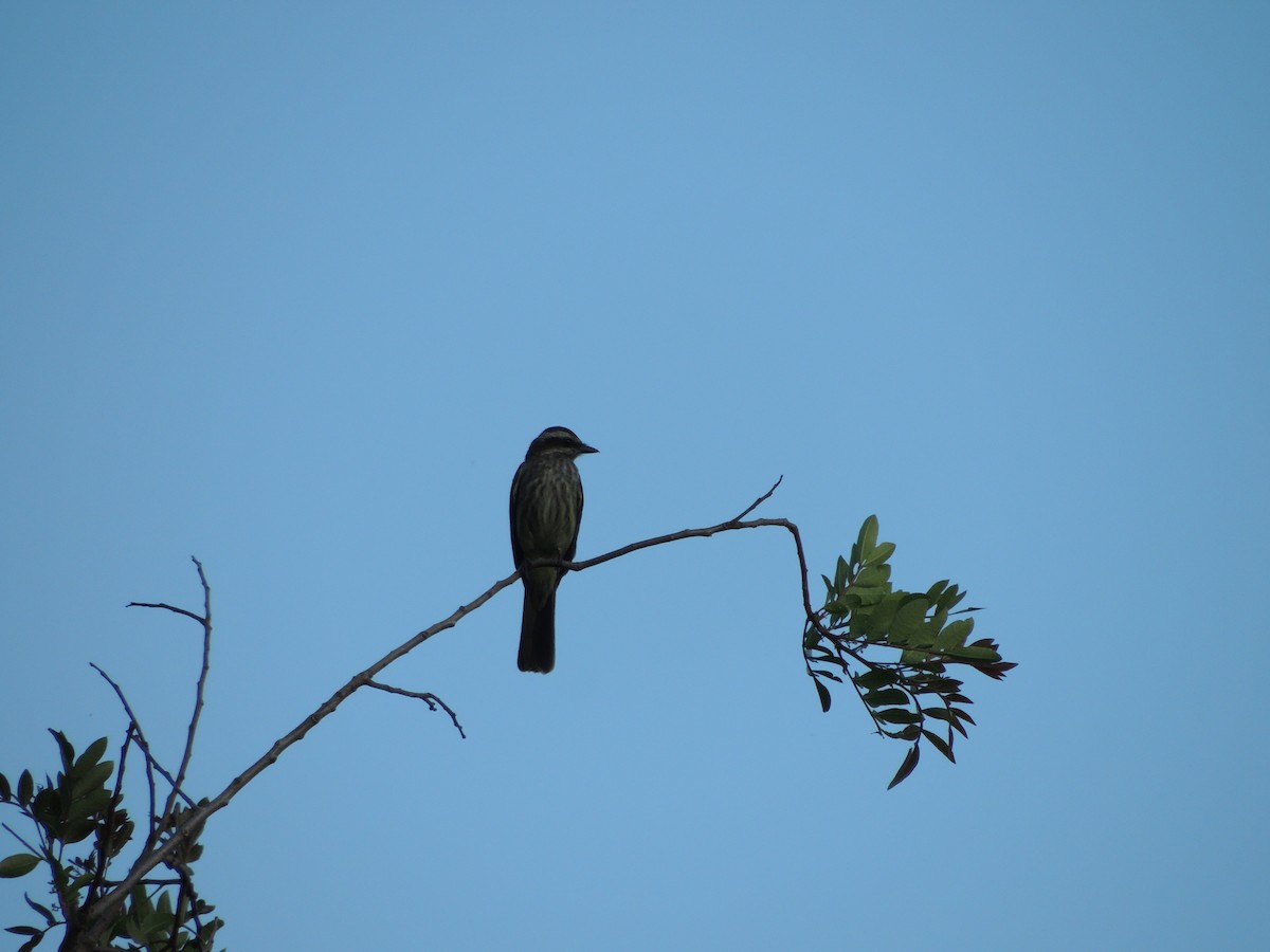 Variegated Flycatcher - ML645657291