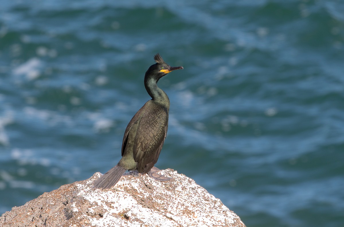 European Shag (Mediterranean) - ML645657295