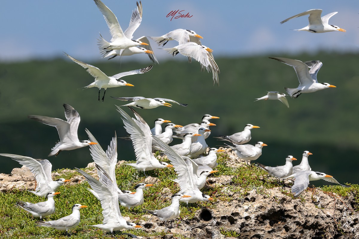 Least Tern - ML645657299