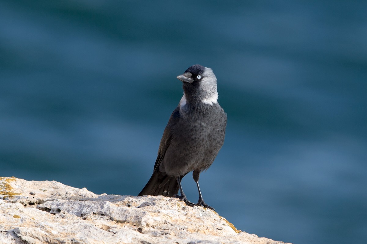 Eurasian Jackdaw - ML645657300