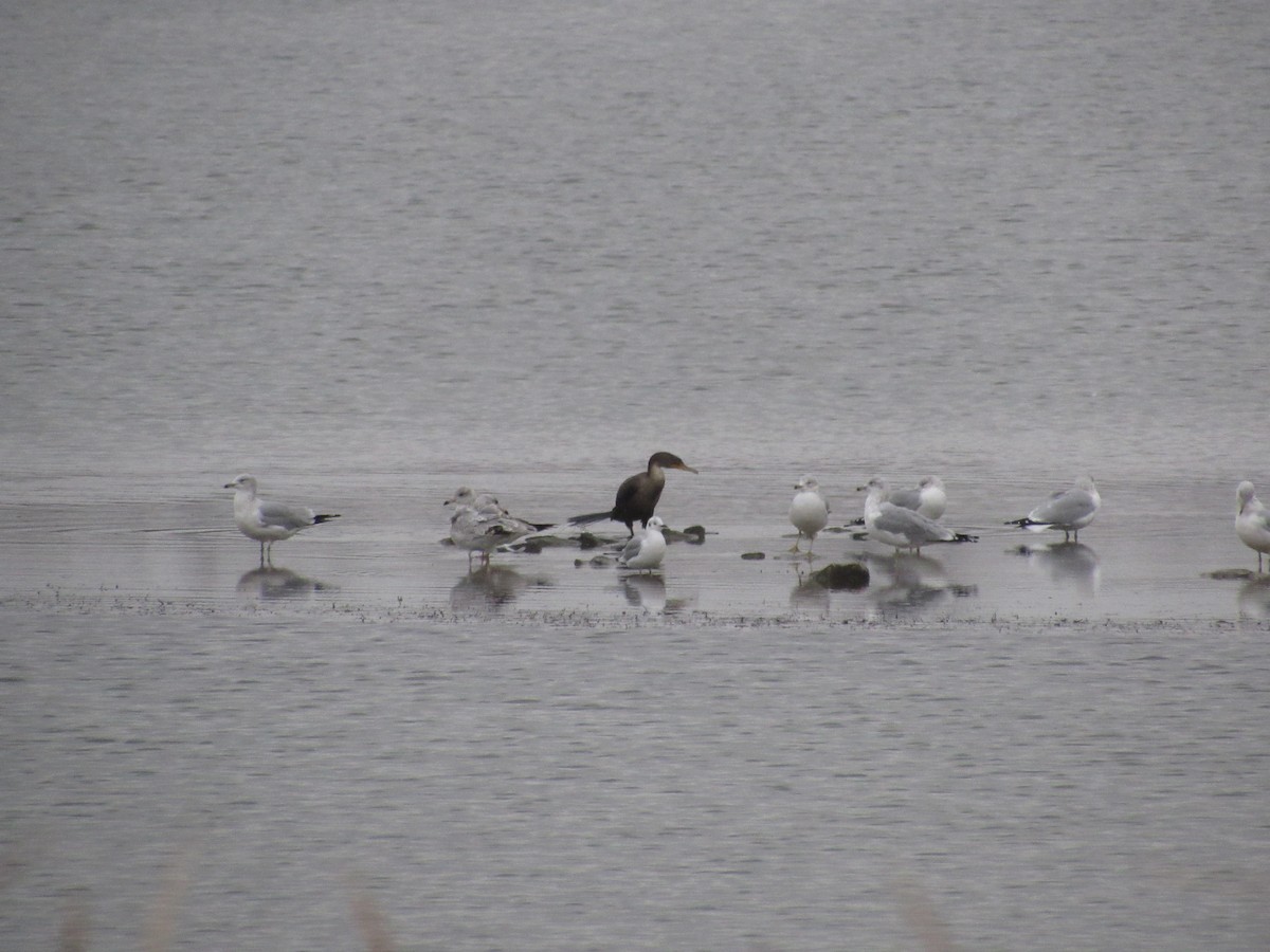 Double-crested Cormorant - ML645657309
