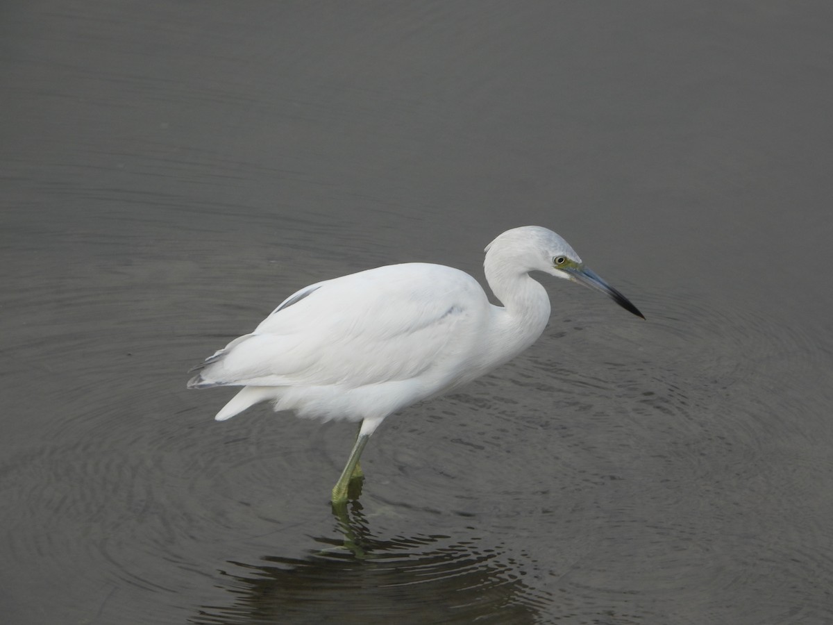 volavka modrošedá - ML645657326