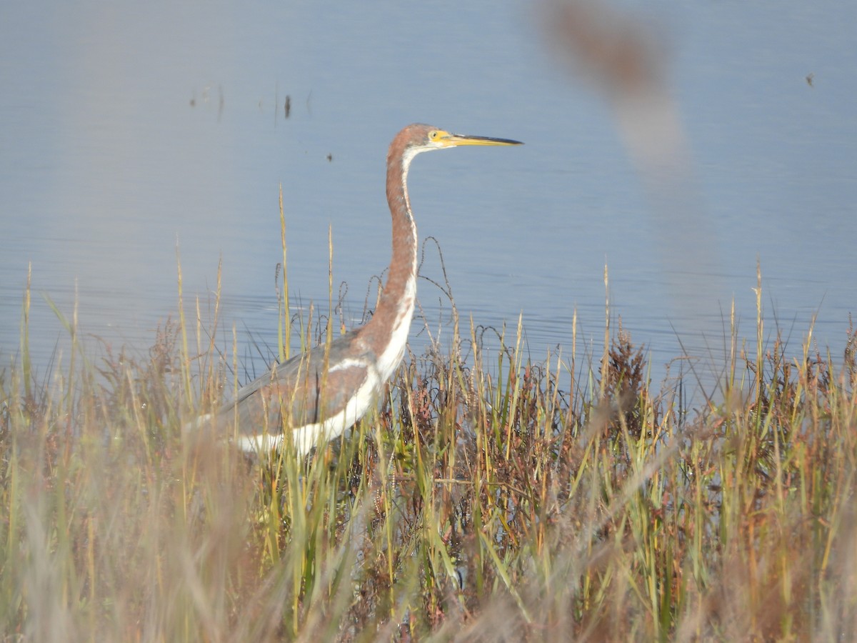 volavka tříbarvá - ML645657336