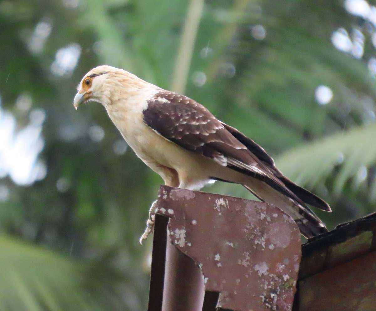Yellow-headed Caracara - ML645657337