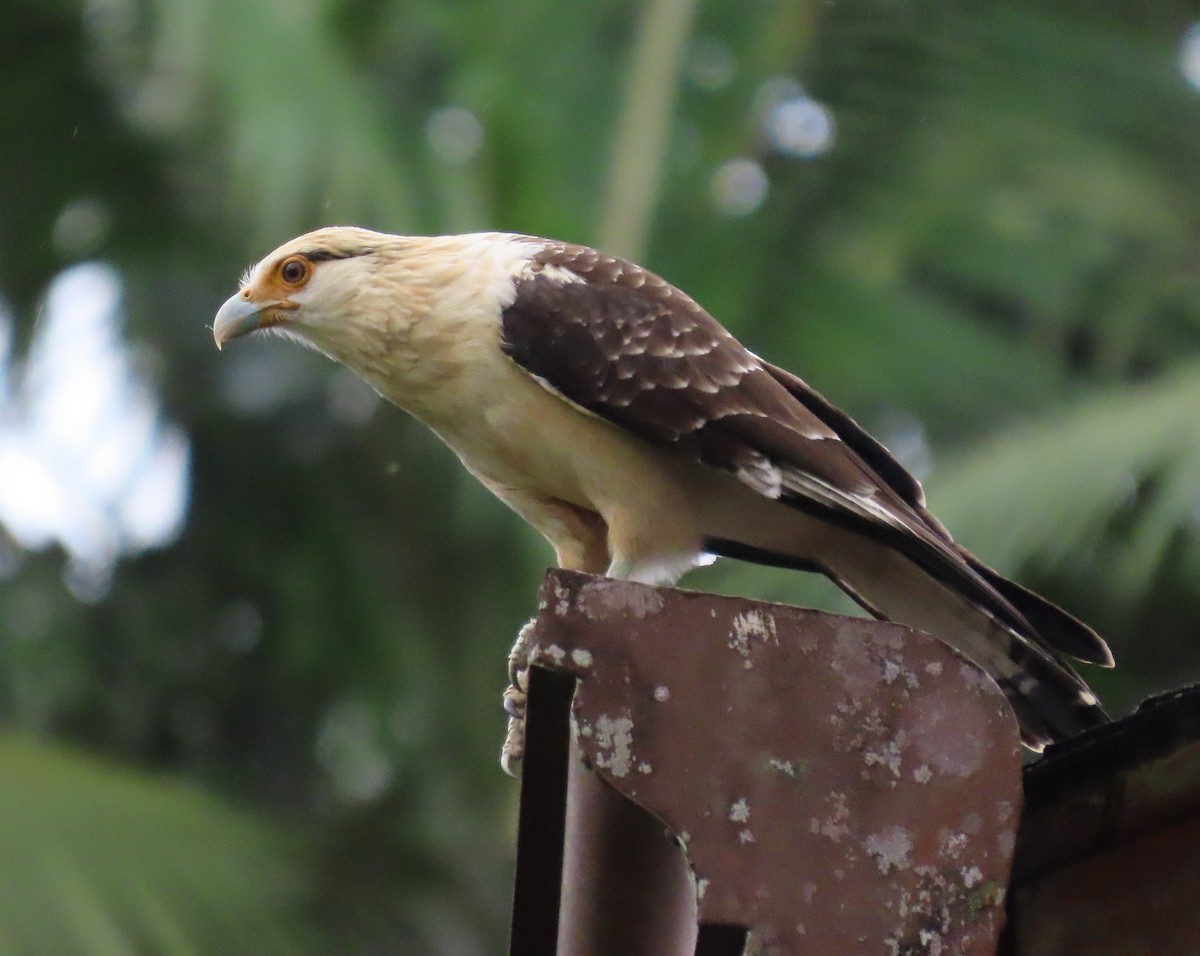 Yellow-headed Caracara - ML645657338
