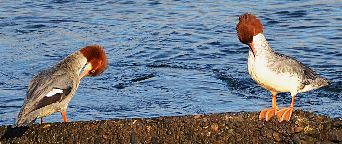 Common Merganser (North American) - ML645657364