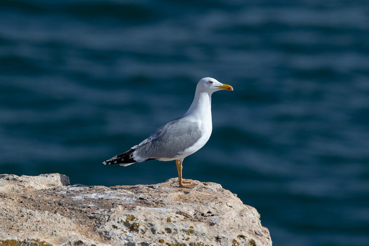 racek středomořský - ML645657373