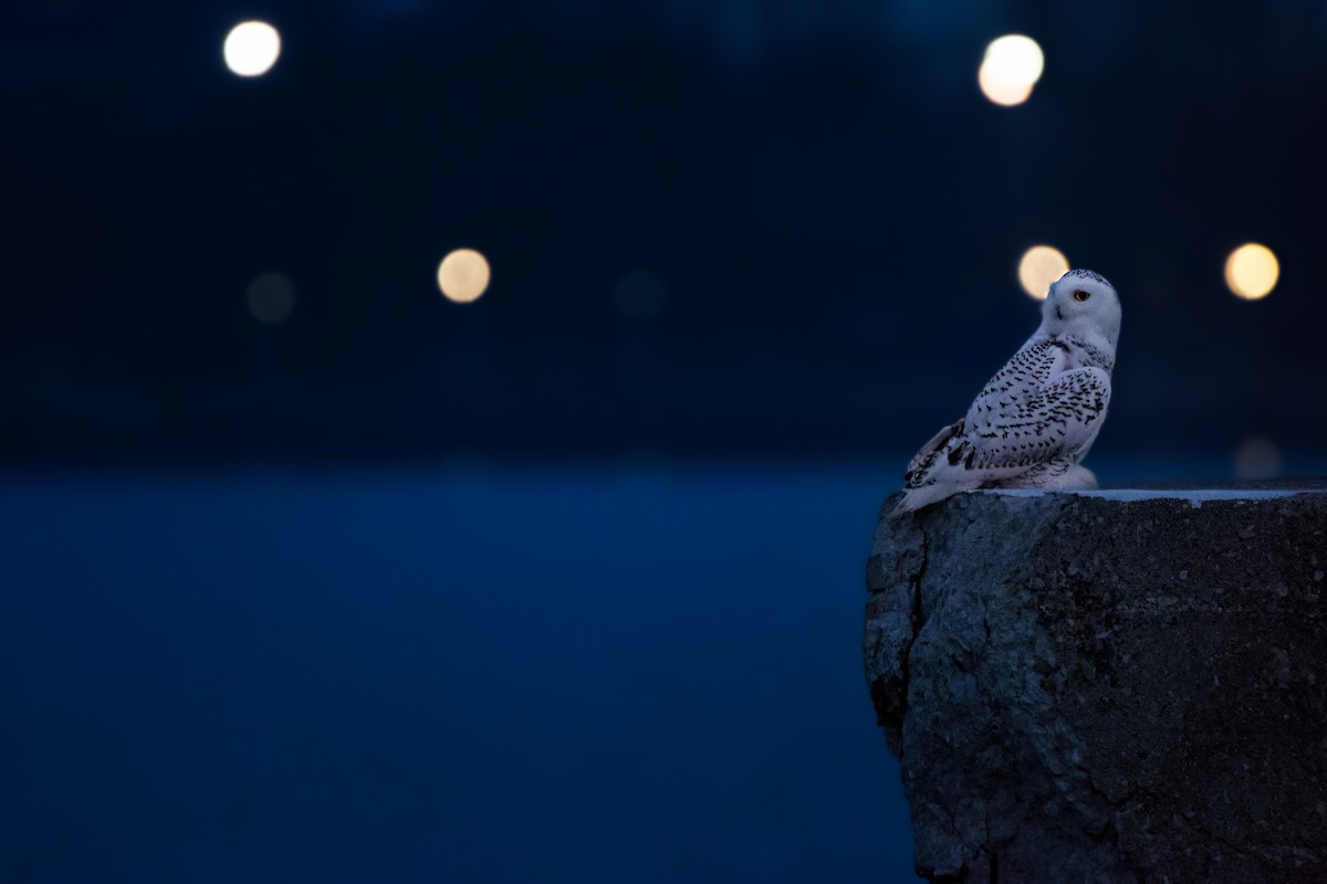 Harfang des neiges - ML645657375