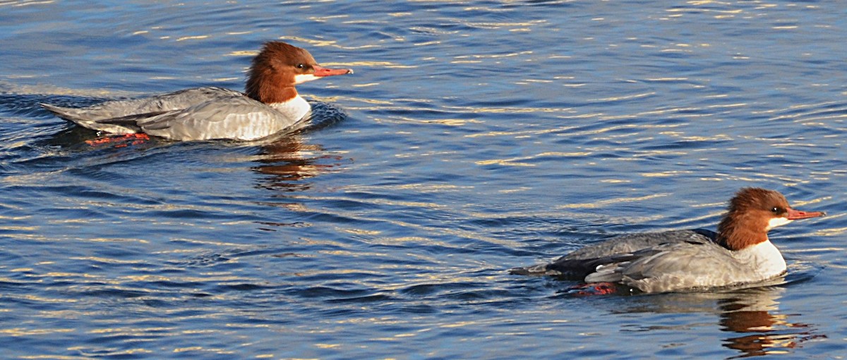 Common Merganser (North American) - ML645657384