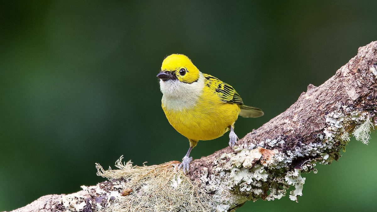 Silver-throated Tanager - ML645657391