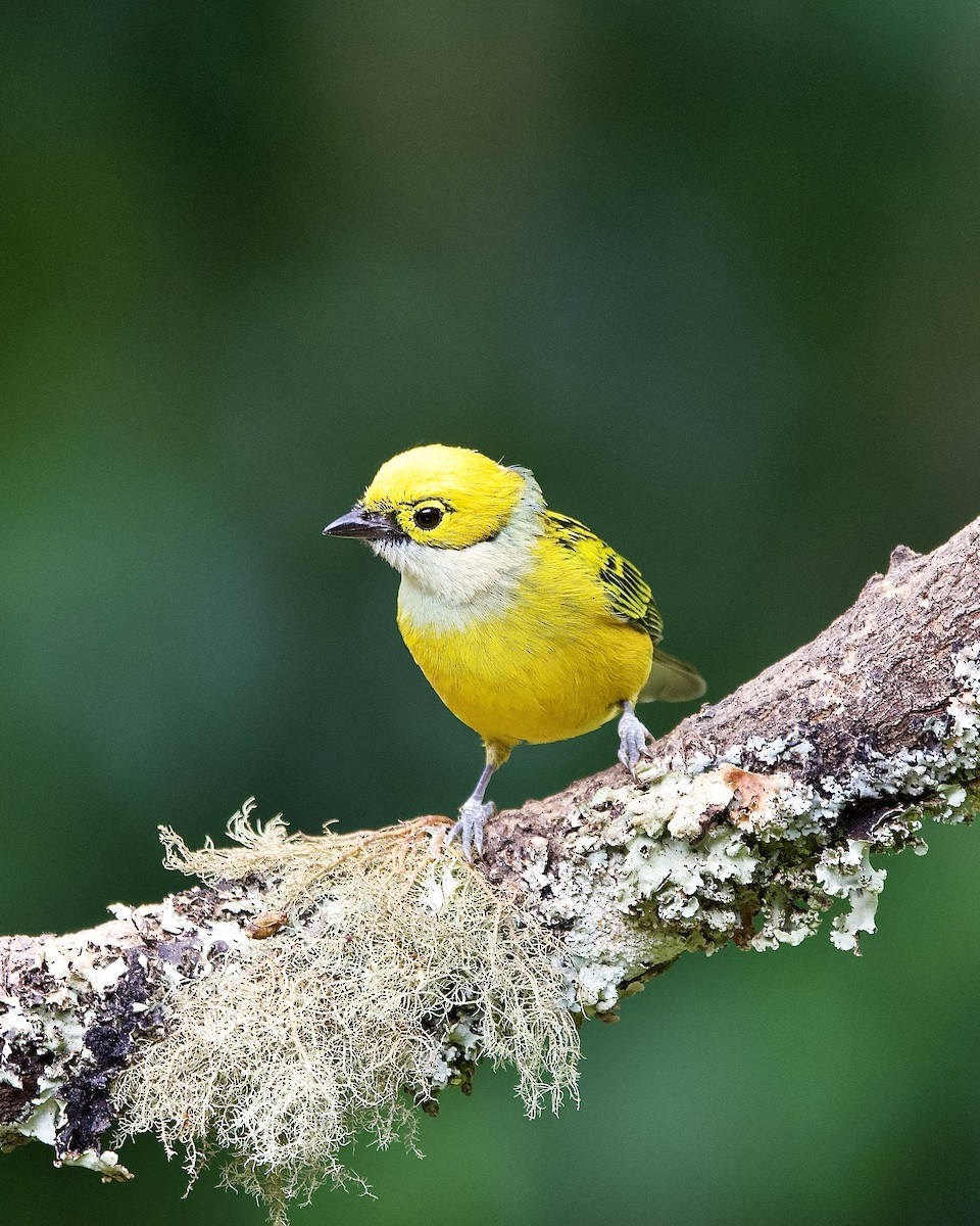 Silver-throated Tanager - ML645657392