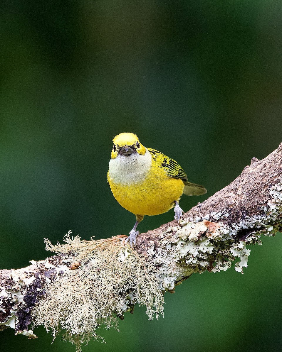 Silver-throated Tanager - ML645657393