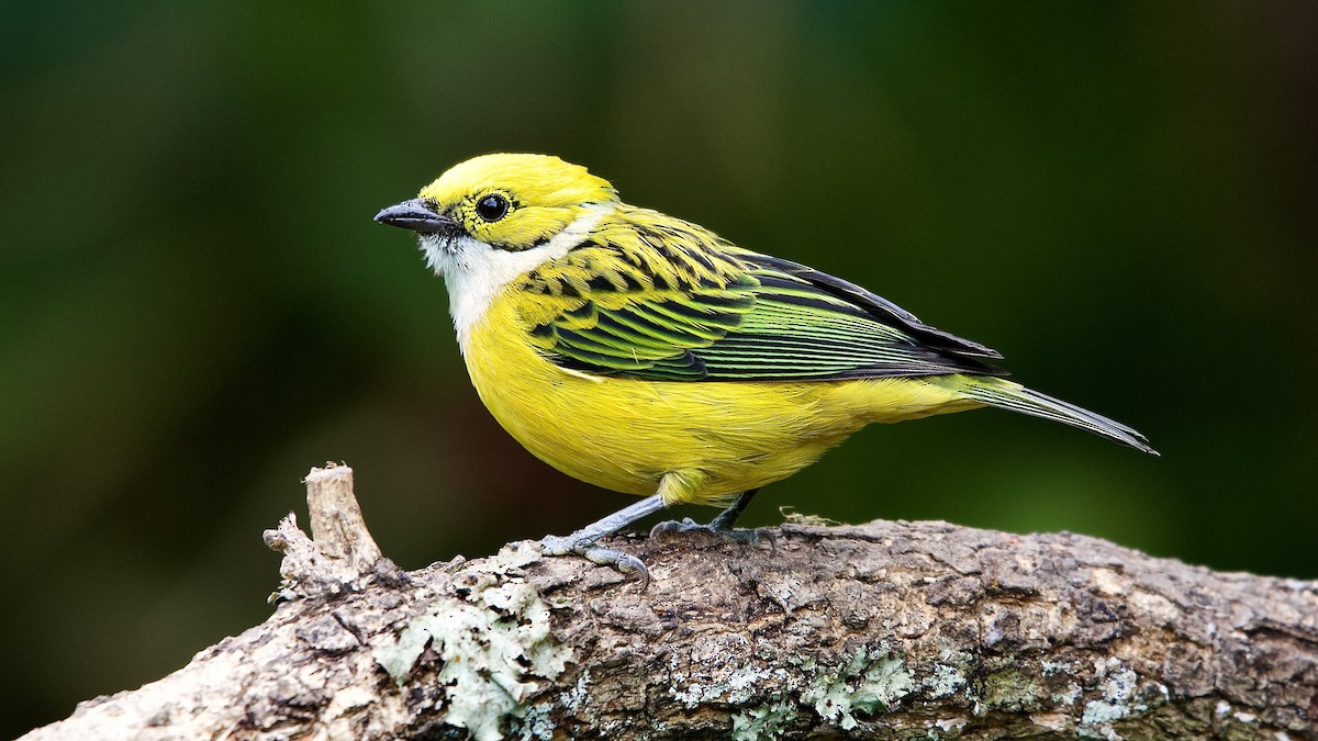 Silver-throated Tanager - ML645657394